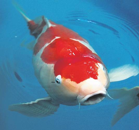 Frank Gaat Twee Keer Per Jaar Naar Japan Om Koi Te Kopen Delft Ad Nl