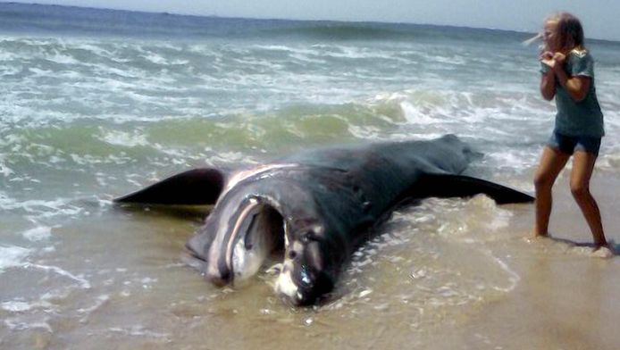 Un Requin Pelerin Apercu En Mer Du Nord Ecologie 7sur7 Be