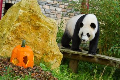Alleen Xing Ya smult van pandasnacks in pompoen