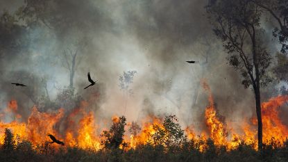 Gebruikten vogels vuur vóór de mens?