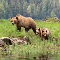 De keerzijde van een feelgoodverhaal: waarom bijna geen enkele geredde grizzlywelp overleeft