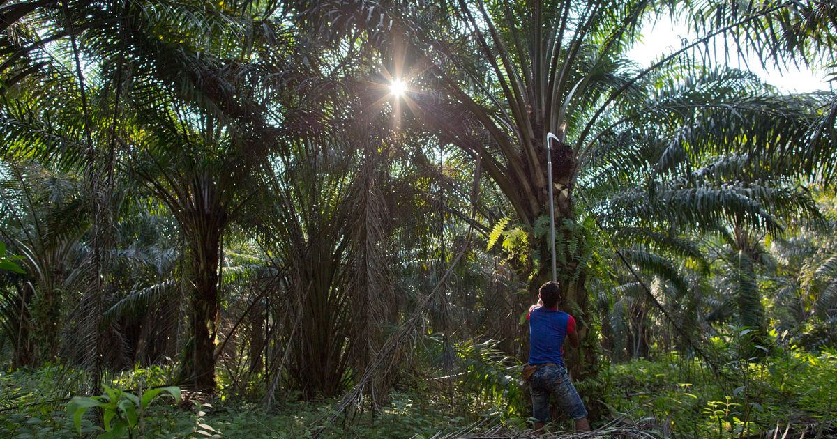 Largest palm oil producer in the world caught in forced labor |  Abroad |  News