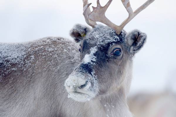 Santa's Wild Home