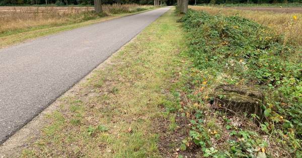 Rentmeester Landgoed de Utrecht bij Esbeek moet illegaal gerooide bomen herplanten - BD.nl