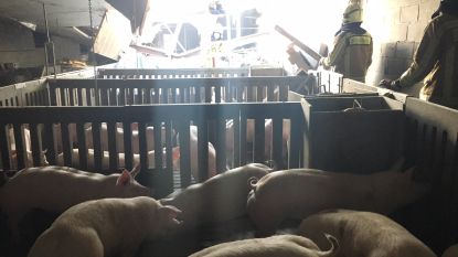 VIDEO: Stal stort in door stormweer in Glabbeek: tientallen varkens komen om 