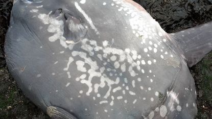 Verdwaalde maanvis aangespoeld in Zeeland