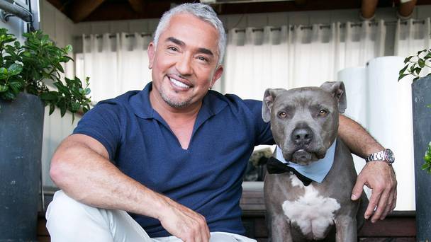 Cesar Millan: The Real Story