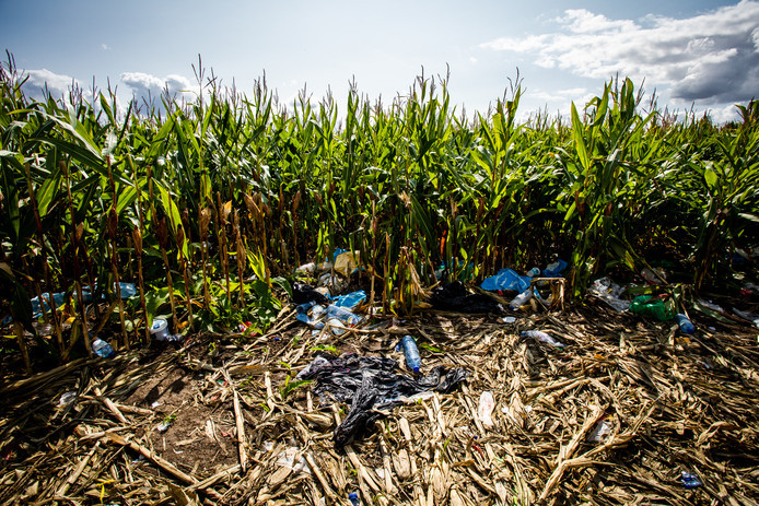 Een verlaten schuilplaats van Albanezen in een maisveld langs de parkeerplaats Streepland bij de A16.