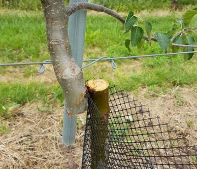 230 fruitbomen doorgezaagd op boomgaard in Horssen