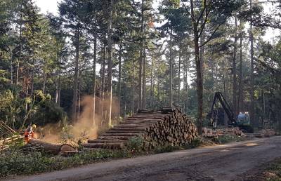 Bomenkap in Ulvenhoutse Voorbos