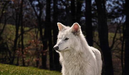 De-extinctie: big business of natuurherstel?