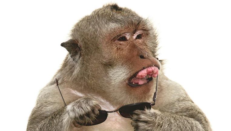 Deze stelende aapjes eisen voedsel als losgeld | De Volkskrant