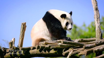 9. Première tentative d’accouplement des pandas