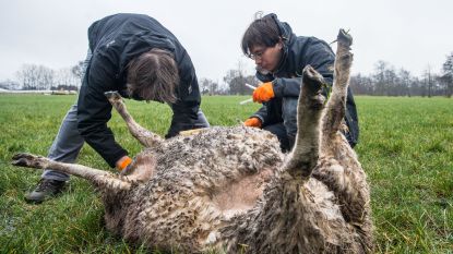 Heeft wolvin Naya opnieuw een schaap doodgebeten?