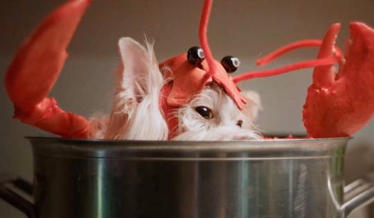 Voelen kreeften net als wij pijn als ze levend gekookt worden? ‘Het gaat om leed dat je moet vermijden’