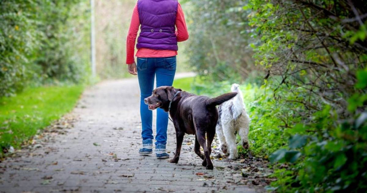 Amper Boetes Voor Baasje Met Loslopende Hond Duiven Gelderlander Nl