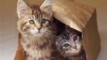 Dankzij deze ‘Cat Cam’ kan je alle avonturen van de schattigste asielkatjes volgen