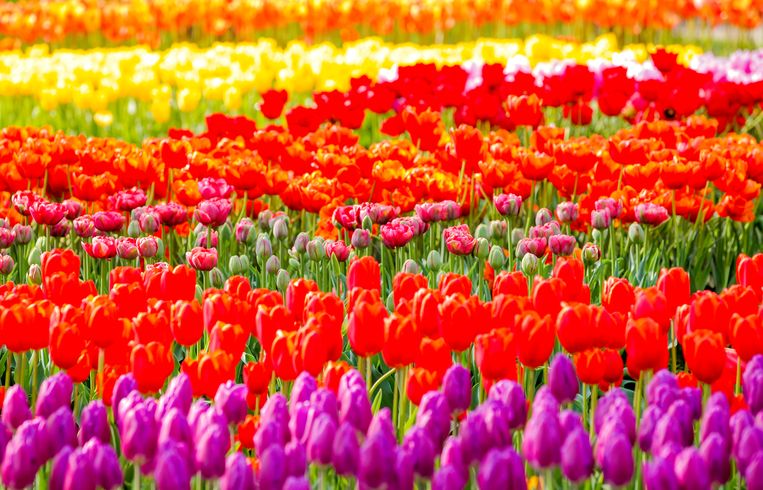 Deze 5 bloemen brengen de lente naar jouw tuin Nieuws HLN