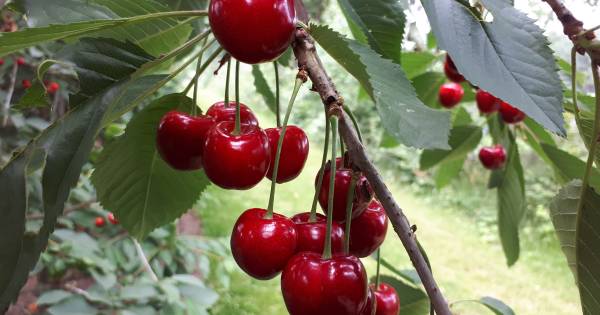 Auto in boomgaard leidt politie naar ontsnapte kersendief
