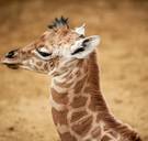 Ook bij dieren is homofilie schering en inslag: deze dieren spannen de kroon