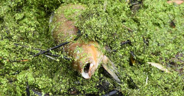 Droogte zet streep door visexcursie