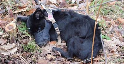Gedumpt hondje vriest vlak bij asiel dood
