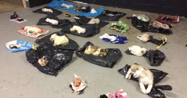 Illegale puppyhandelaren: werkstraffen voor ernstige verwaarlozing | Binnenland - BN DeStem