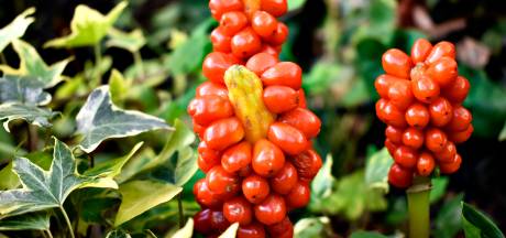 Deze planten zorgen voor blingbling in de wintertuin