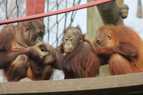 Monkey World