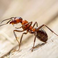 Bij mieren gaat de groep voor het individu: liever veel zwakke mieren dan minder sterke