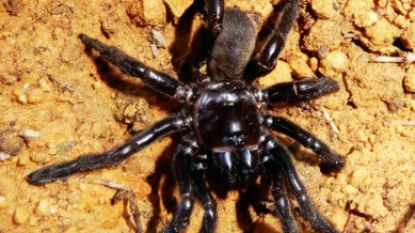 Oudste spin ter wereld (43) is niet meer