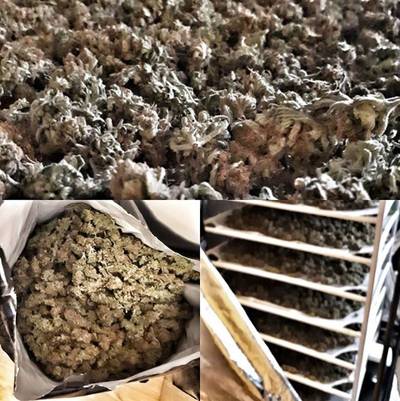 Hennepdrogerij ontdekt in Veenendaal, politie vindt kilo's aan toppen