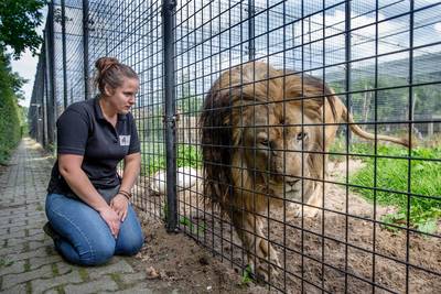 Van de circuskooi terug naar Afrika