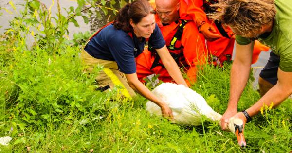 Brandweer in Apeldoorn redt favoriete zwaan van Latisha Vugts (20): ‘Ik heb 'm zien opgroeien'.