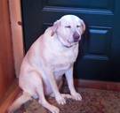 Bioloog Frans de Waal: ‘Wie huisdieren heeft, weet dat ze emoties hebben. Maar in de wetenschap is dat beamen not done’