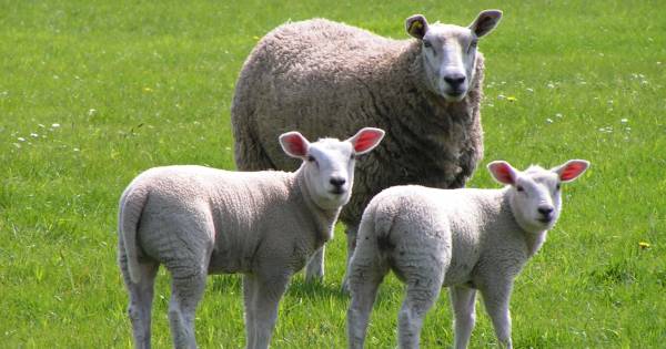 Geen schapenslachterij in Zuilichem