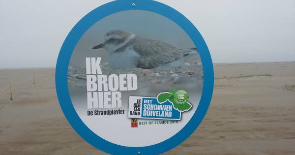 Deel Verklikkerstrand bij Nieuw-Haamstede afgezet om bedreigde strandplevier te helpen