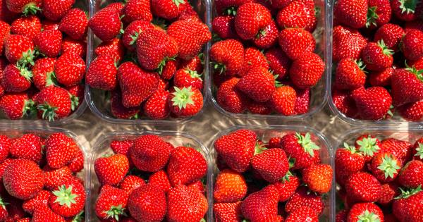 Mega-aardbeienkas Dutch Berries in Zuilichem geopend