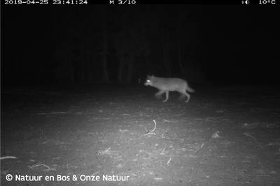 Belgen loven 30.000 euro uit voor gouden tip over moord op wolvin Naya