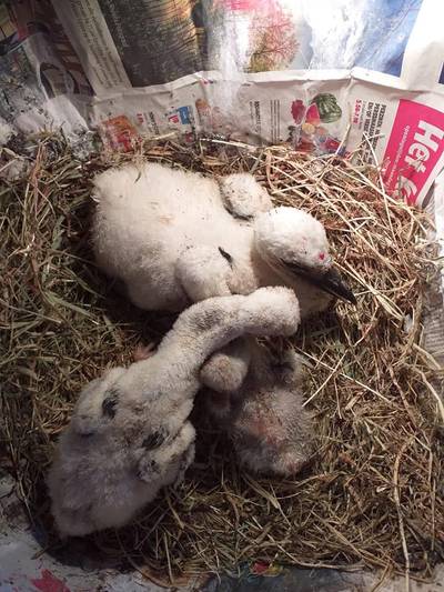 Ooievaartje dat uit nest werd gegooid in Opheusden kruipt in opvang tegen soortgenootjes aan