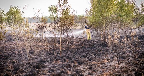 Wat als de bomen in de hens staan?