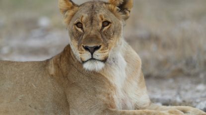 Leeuwin adopteert springbokje nadat haar welpen door dominant mannetje werden doodgebeten