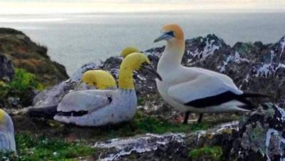 Eenzame Nigel die liefde vond bij betonnen vogel, sterft aan haar zijde