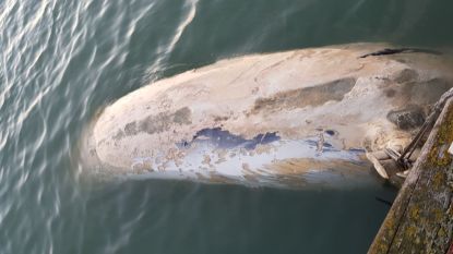 Opnieuw dode walvis aangespoeld in Zeeland