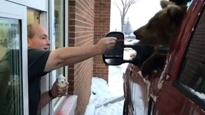 Justitie kan niet lachen om dierentuin die beer bij drive-in op ijsje trakteert