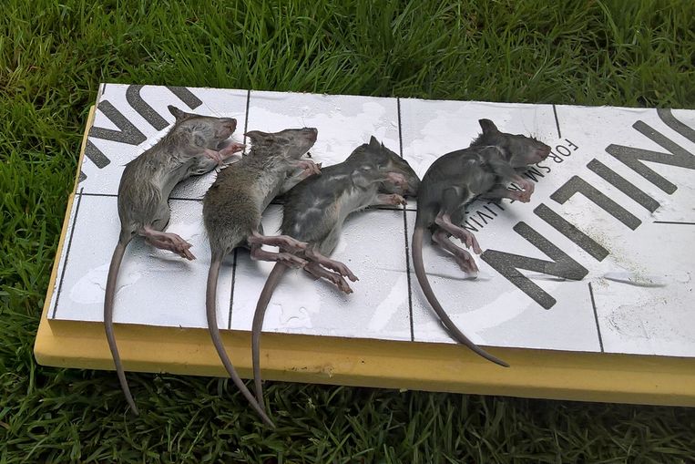 Ratten lokmiddel