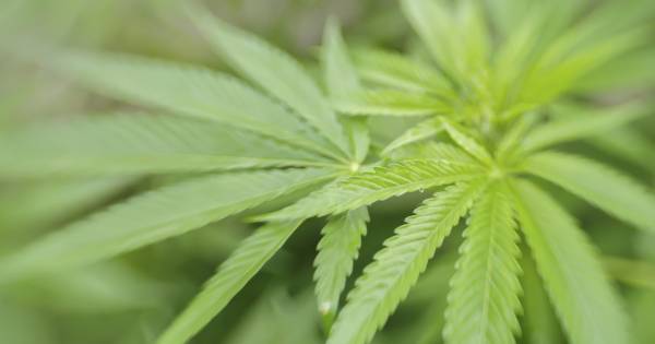 Burgemeester Maasdriel sluit weer een drugspand, dit keer in Velddriel