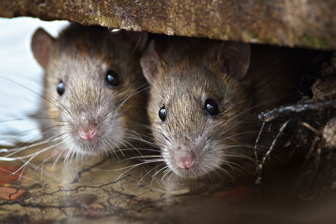 Den Haag Begint Groot Offensief Tegen Ratten Den Haag Ad Nl