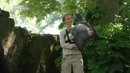 11. Démonstration de rapaces en plein vol