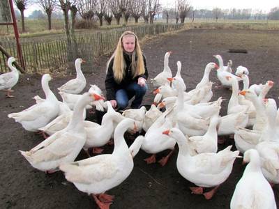 Eerste ganzenei is weer gelegd in Gelselaar